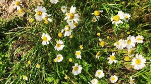 Download Sunflowers view down Slomo close up for free