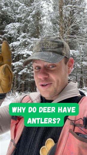 Why do deer have antlers? And why is it “because they don’t have tusks anymore?” In the Cervidae — the “deer family” — antlers are a “morphological synapomorphy” (essentially a physical trait that defines members of the family). All cervids have antlers (except for one), all re-grow their antlers annually (which is a remarkable feat that deserves its own video), and in every species (except for one — caribou), only males grow antlers. While antlers may be occasionally used for self-defense, they
