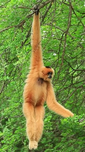 95K views · 2.7K reactions | Did An Ancient Pathogen Reshape Our Cells? | Eons • PBS | Facebook