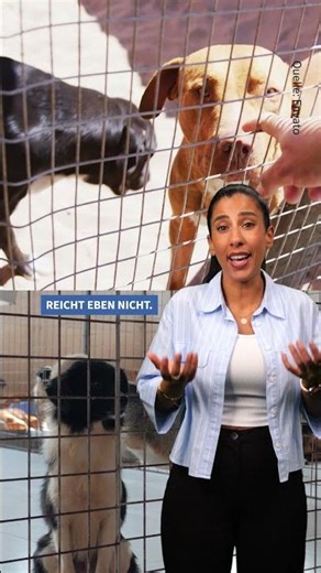 🐾 Bremen means business: Anyone getting a #dog starting today needs a dog owner's license first.