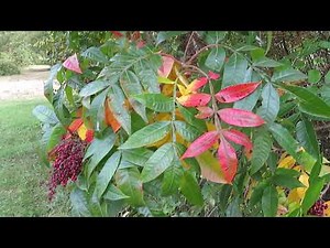 Sumac Tree Identification Rhus Copallina