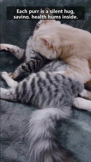 5 Surprising Reasons Cats Purr & Their Health Secrets 😺