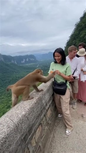 Monkey steals food from tourist #monkey #stealingfood #tourists | Tales of Man
