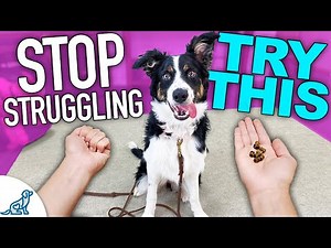 Solve 3 Puppy Training Problems With THIS One Game!