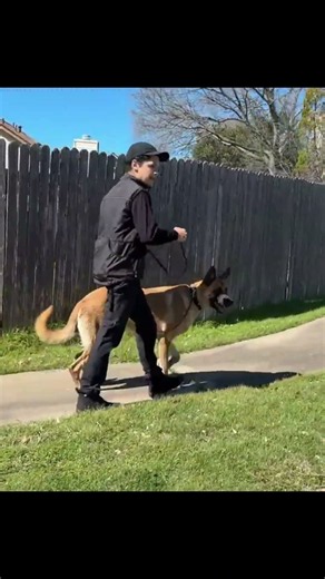 Loose Leash Walking opens up Doors for more Training