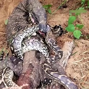 _Obviously the monitor won clearly | D' Cup Coffee Republic | Facebook