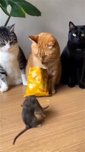Cats Watching a Rat Fight Like It’s WWE! 😂🍿 #Shorts #FunnyAnimals #CatsOfYouTube #RatWrestling #Pet