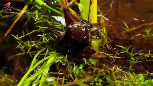 Giant Water Bug: Nature's Fearsome Predator! 😱