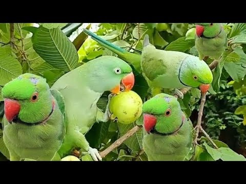 Parrot vlogs beautiful village life 🦜🦜 parrot lovers 🦜🦜 parrot sound cute birds