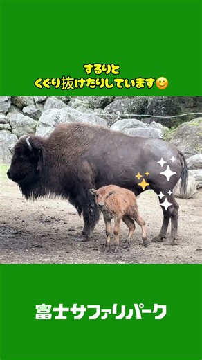 仲良く過ごすアメリカバイソンの親子🦬 #富士サファリパーク #fujisafaripark #動物 #動物園 #zoo