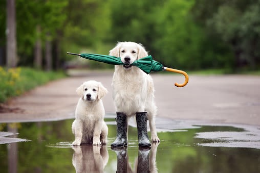 Spring's hidden dangers: Here's how to keep your pet safe - The Weather Network