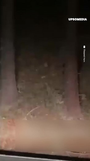 30K views · 165 reactions | A mysterious shadow was spotted at the side of the road while these people were crossing the woods. | The Enigma | Facebook