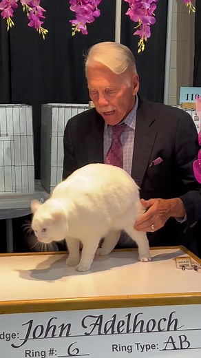 Katskans Snowflake of Kyeytrax | Manx Cat Show Features Stunning Breed