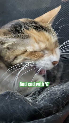 Tell me a word if you're pro😸 #catshorts #funnycat #catvideos #cutecat #viralshorts #kitten #cat