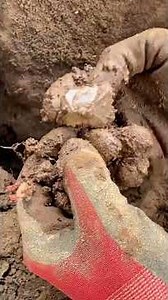 Amazing💎relentless matrix specimens🔥Crystal Grove Diamond Mine & Campground,