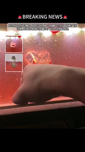 After his fish turned aggressive and slammed itself against the tank, people online claimed it was a skinwalker.#trending #scary #horrortok #truestory #creepy