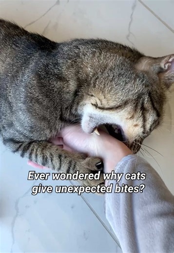 Why cats give unexpected bites?🐈‍⬛ #catbites #catscratch #cats #catslovers #catfacts #catlife