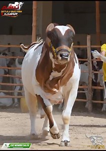 17 reactions | CALL: ‪03178831988 ‬(Hunain) ⚔️ UQAAB ⚔️  TABASSUM CATTLE FARM  FEW ANIMALS LEFT FOR QURABNI LOVERS COME & VISIT OUR FARM拾拾 #CattlesWithRizvi #CocMember #Dalfians #TabassumCattleFarm #AdduStudio . . . . . #BakraEidInPakistan #QurbaniBulls #Mandi2024 #GadapMandi #MalirMandi #Karachi #KarachiAds #viralVideos | Karachi Sohrab Goth Cow Mandi-Bakra Eid In Pakistan | Facebook