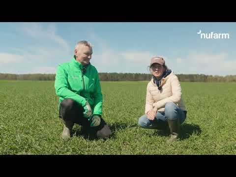 Zwalczanie chwastów w pszenżycie | Powrót Apyros 75 WG i nowość NuMAX | Nufarm