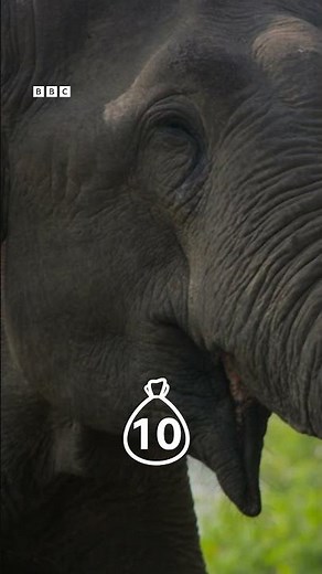 Meet the elephant who collects road tax 🍌 #BBCEarthAsia #Shorts