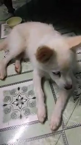 Snoopy Sleeping Time🐕 💤 | Good Night Snoopy 😪.