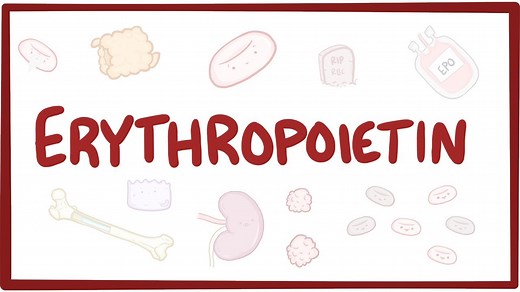Erythropoietin: Video, Causes, & Meaning | Osmosis