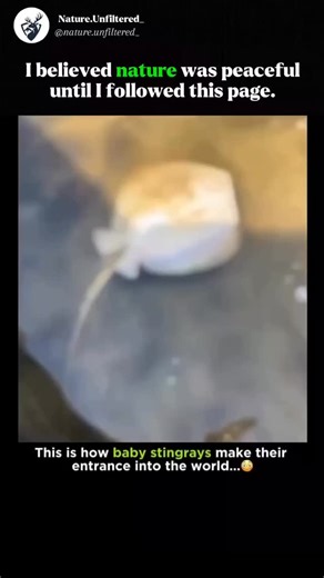 Earth | Hidden | Tales on Instagram: "Stingrays reproduce through ovoviviparity-a fascinating process where embryos develop inside eggs retained within the mother's body. Instead of being laid, the eggs stay protected, and the pups survive by feeding on yolk sacs until birth. Gestation can last anywhere from 4 to 11 months, depending on the species. When born, stingray pups already look like miniature adults, measuring 6-14 inches (15 36 cm) across. Most litters produce 2 to 6 pups, though large