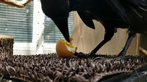 CRUNCH CRUNCH CRUNCH: Our raven animal ambassador Hello, loves a fresh hard boiled egg!!! #foodiefriday #raven #hellotheraven #hardboiledegg #freshfood #healthydiet | Lindsay Wildlife Experience