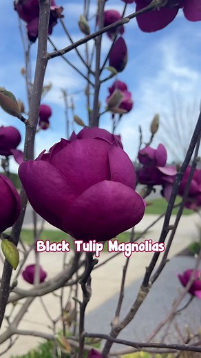 Hello Hello Plants on Instagram: "🌸 Black Tulip Magnolia – A Showstopper! 🌸 Deep burgundy-purple blooms in spring & a second flower in summer! 🌷✨ Perfect for gardens & feature planting. 🌿💜 📍 Available now at Hello Hello Plants! Watch as Chris shows us in this reel! Grab your Magnolia and let the colourful anticipation begin! 👉 https://www.thetutuguru.com.au/shop/magnolia-black-tulip/ #BlackTulipMagnolia #SpringBlooms #SummerFlowers #HelloHelloPlants"