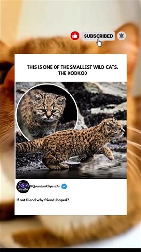 Meet the Kodkod: One of the World’s Tiniest Wild Cats. #trending #viral