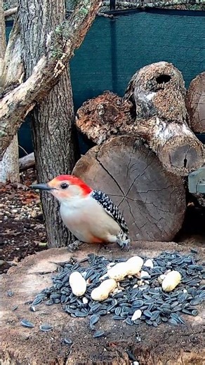 Big Red The Red-Bellied Woodpecker grabbing a snack at the Timbers