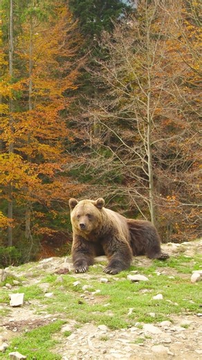 Autumn Relaxation in Nature 🍂 | Peaceful #relaxing #autumn #nature