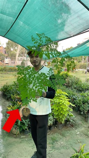 India’s Powerful Superfood Plant🥰. Moringa Oleifera, Sahajan, Drumstick Benefits