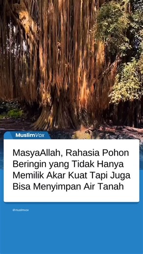 Muslimvox on Instagram: "Pohon beringin bukan hanya menawarkan keteduhan, tetapi juga berperan penting menjaga cadangan air tanah. Akar gantung dan sistem perakarannya yang luas membantu menahan air hujan, memperlambat aliran permukaan, dan meningkatkan penyerapan ke dalam tanah. Dengan memahami peran ekologis ini, kita dapat lebih menghargai pentingnya melestarikan pohon beringin sebagai penjaga keseimbangan lingkungan. Source: @kampungtvyt"