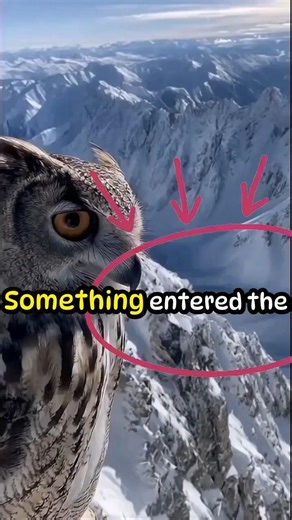 This Llama Fought Off a Predator Alone 🦙⚠️