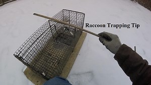 Bait-Stealing Raccoons