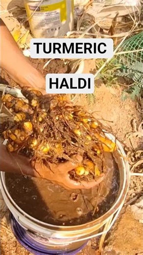 Fresh Turmeric Harvest from My Garden 🌱 Organic & Aromatic Haldi