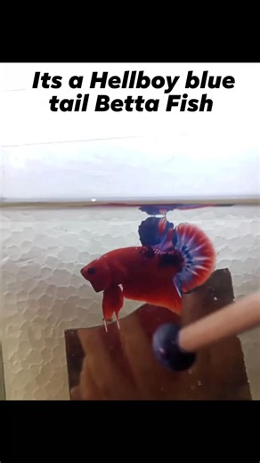This is Hellboy Blue tail and Hellboy classic Betta fish 👌🐠 #fbreels2025ツ #bettafish #betta #highlightseveryone # | Jury's Bakeshop