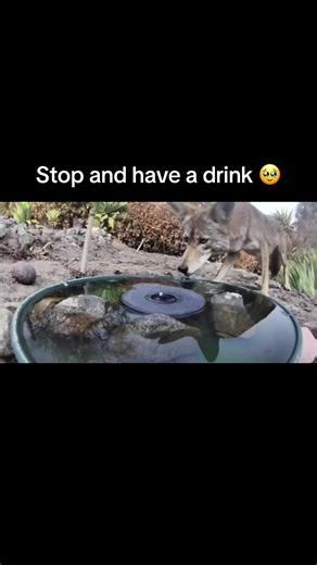 Wildlife Moments: Animals Stopping for a Drink