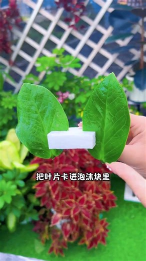 Money trees can thrive without buying a single leaf. #MoneyTree #FlowersAndPlants #GardeningTips ...