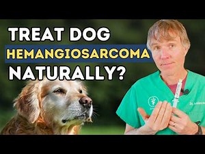 Is Your Dog at Risk for Hemangiosarcoma? 5 Natural Ways to Fight Cancer in Dogs