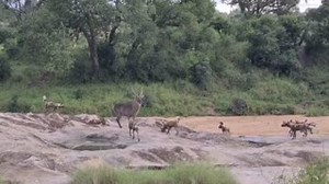 303K views · 10K reactions | A pack of wild dogs having a go at a lone adult male waterbuck. The waterbuck stood it's ground, and after several minutes, the wild dogs lost interest. More than just a game drive. Jock Safari Lodge. Legendary experiences! #untamed #untouched #unforgettable #latestsightings Video credit: Liam Todd, Jock Safari Lodge Ranger Student  | Jock Safari Lodge | Facebook
