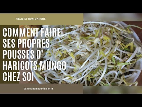 COMMENT FAIRE SES PROPRES POUSSES D'HARICOTS MUNGO CHEZ SOI🌱N°39