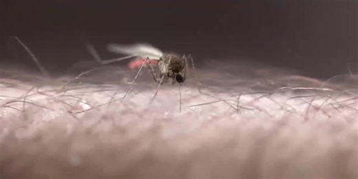 Rockford pest control specialists share prevention tips for the summer