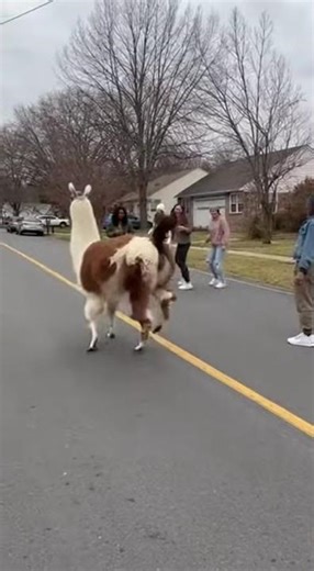Peaceful Park Turns Crazy Because of a Llama