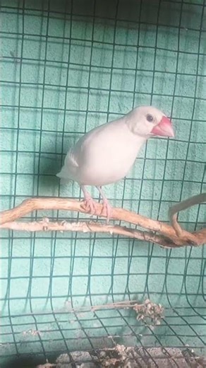 #shortvideo #java sparrow bird