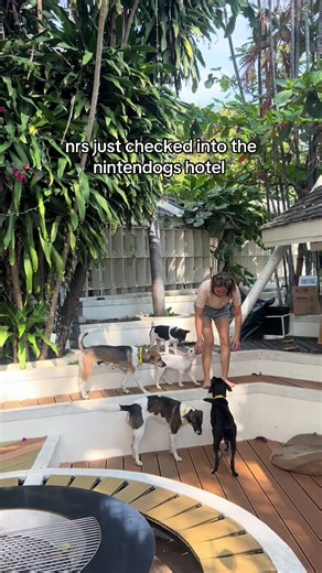 i can die happy now guys #nintendogs #hotels #puppytraining #puppies #instagram