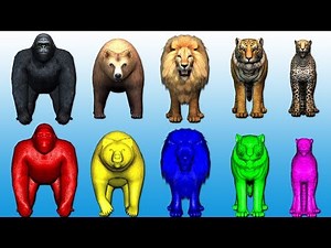 Learn colors with wild animals for kids | Gorilla,Lion,Tiger,bear,cheetha,children,NASH TOON Tv