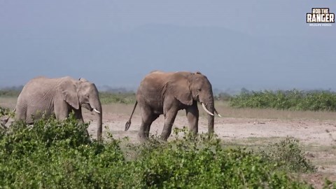 Observe massive elephant bulls surround protective mother and her calf