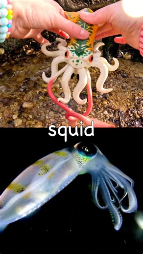 Sea Animal Names | Kids Learn by the Branch: Squid Lobster Halloween Crab Starfish Seahorse